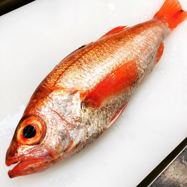 釣りアカムツ